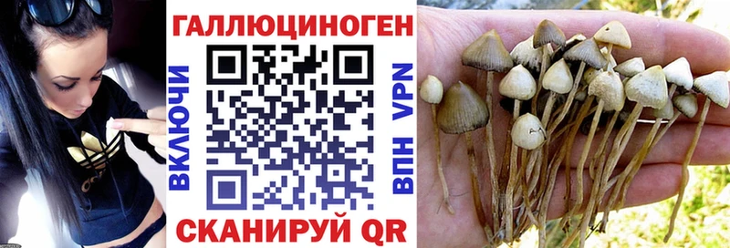 где можно купить   ОМГ ОМГ как войти  Псилоцибиновые грибы мицелий  Избербаш 